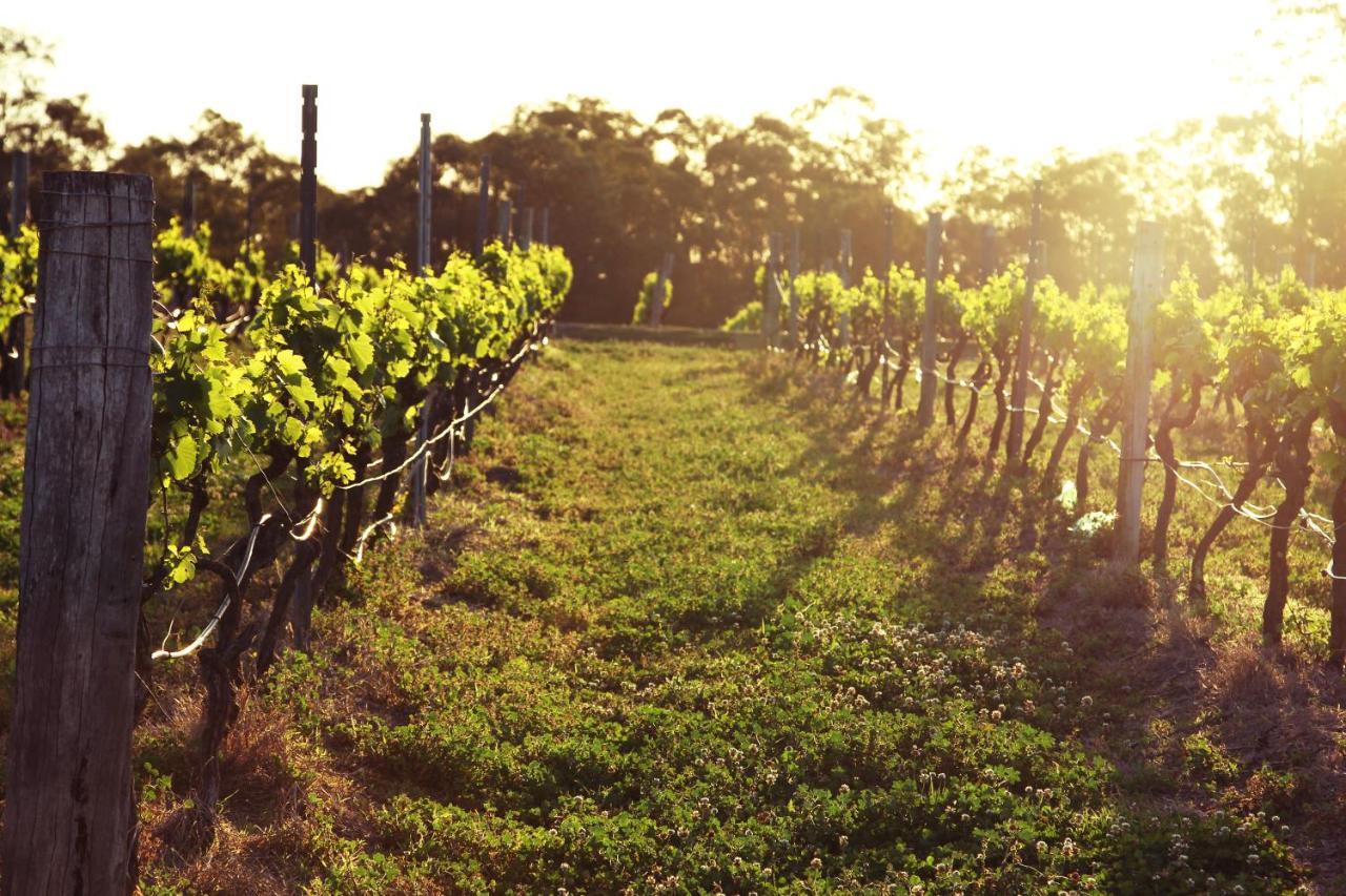 Blueberry Hill Vineyard Stay Rothbury Exteriör bild